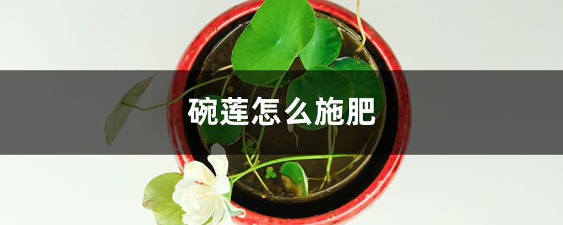 碗莲怎么施肥(碗莲什么时候施肥)