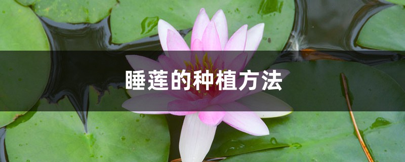睡莲的种植方法(睡莲种植技巧)