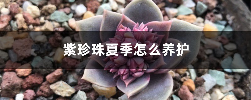 紫珍珠夏季怎么养护 (紫珍珠夏季养户技术)