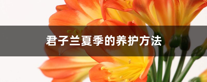 君子兰夏季的养护方法(君子兰养护注意事项)