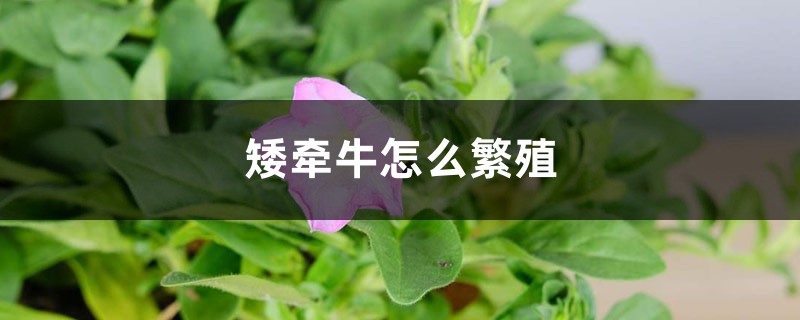 矮牵牛怎么繁殖(矮牵牛栽培技术)