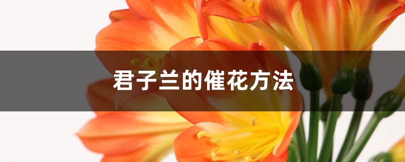 君子兰的催花方法 (君子兰什么时候催花)